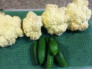 Last of the Cauliflower and first of the Cucumbers